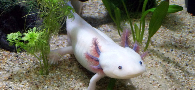 Axolotl Mexique
