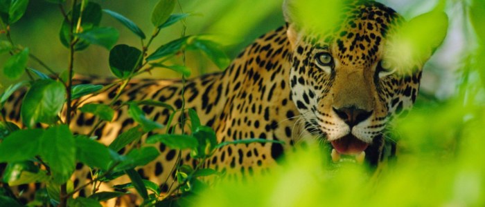 Faune jaguar Mexique