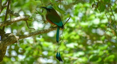 Faune MotMot Mexique Calakmul