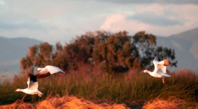 Faune oiseaux migrateurs Mexique