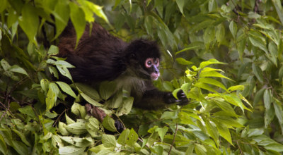 Faune singe araigné Mexique