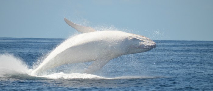Baleine albinos Mexique