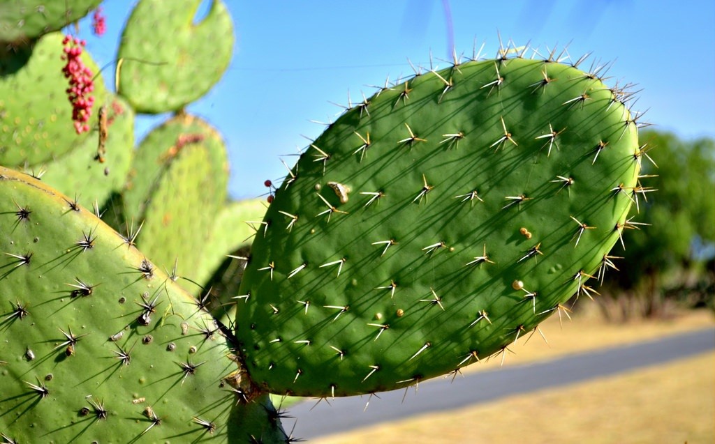Cactus Mexicain, plante vitale - Mexique Découverte