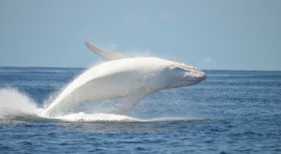 Baleine albinos Mexique