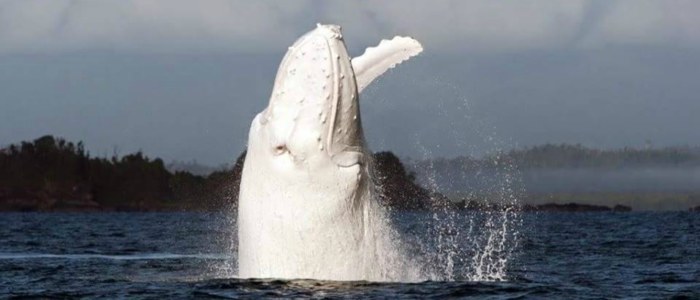 Baleine blanche Mexique