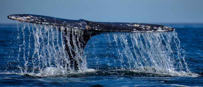 Baleine Bleue Basse Californie Mexique