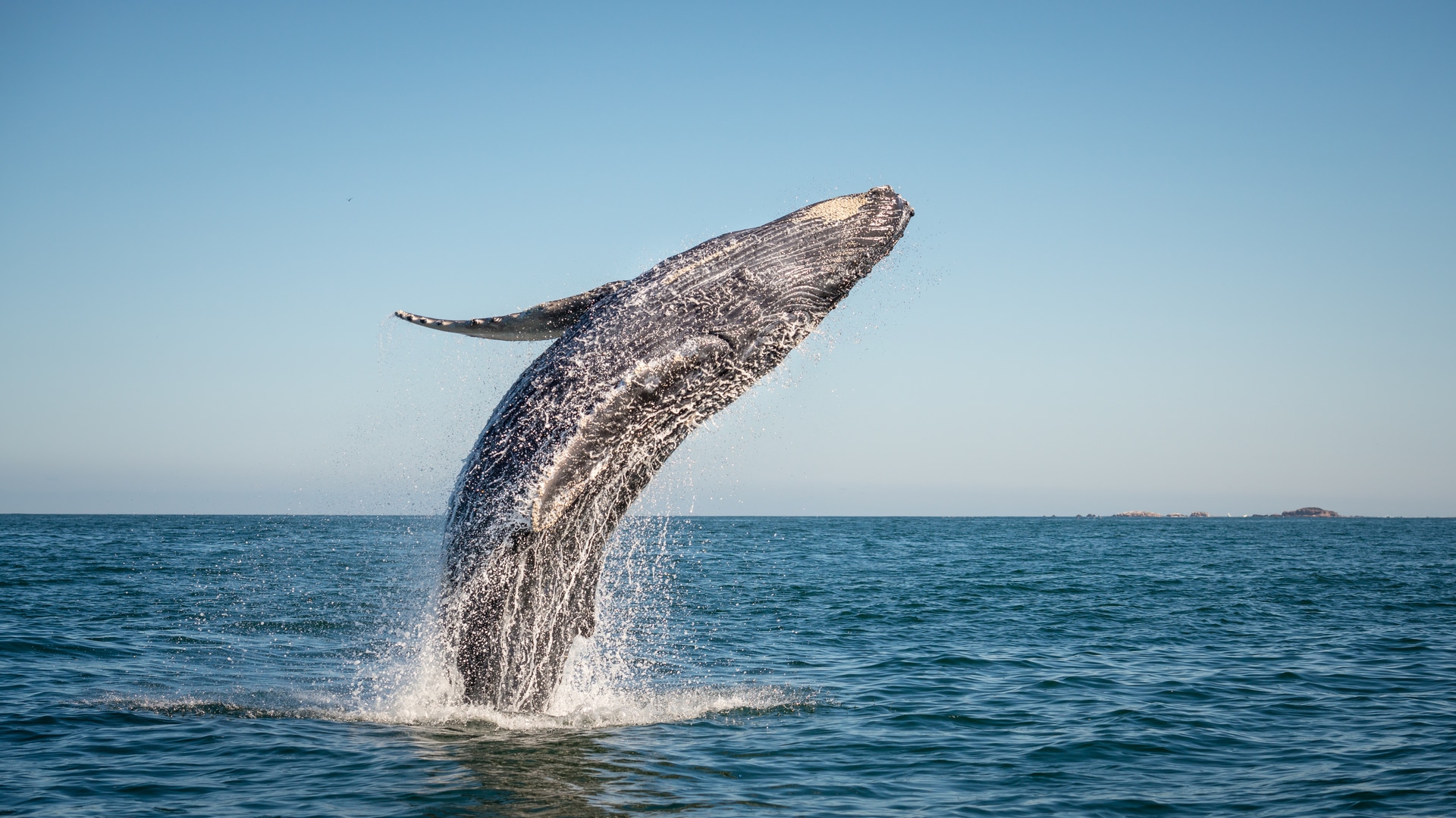 Observer Des Baleines Au Mexique Mexique Decouverte