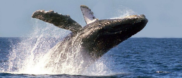 Baleine grise Guerrero Negro Mexique