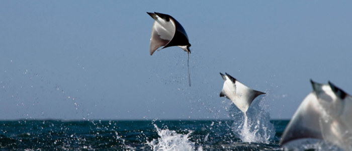 Basse Californie Mexique Raie Manta