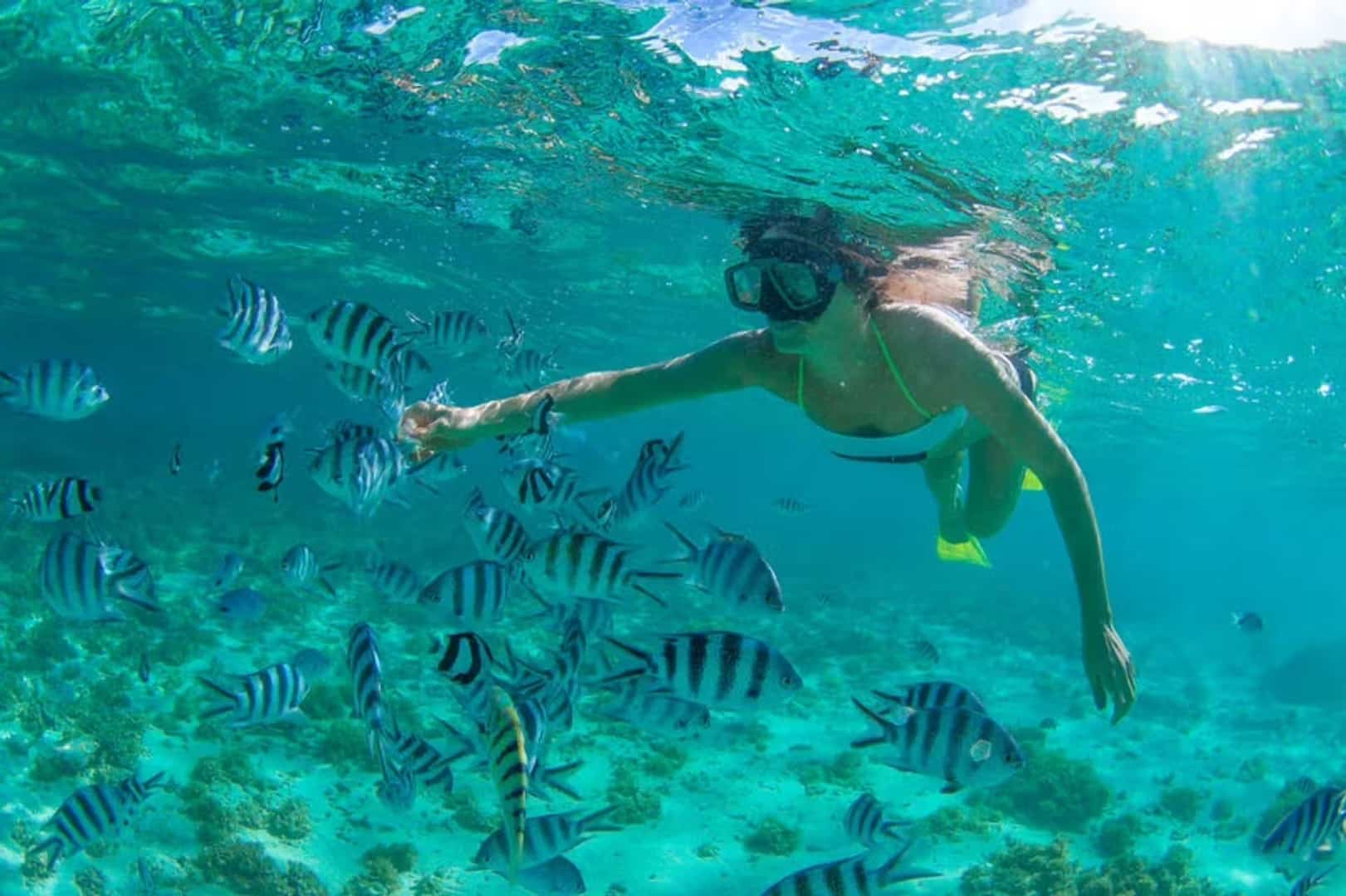Basse Californie Mexique snorkelling au parc national de Cabo Pulmo, bancs de poissons