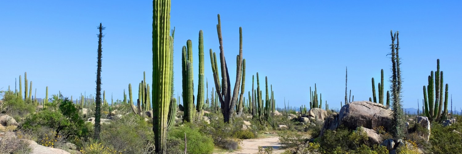 cactus_desert_plante