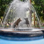 Coyoacan Mexique