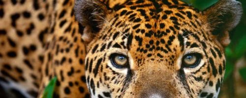 Les animaux, la faune du Mexique I Mexique Découverte