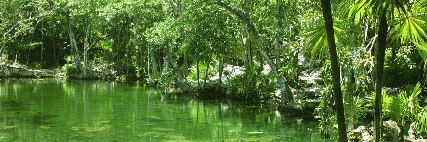 Jungle Yucatan Mexique