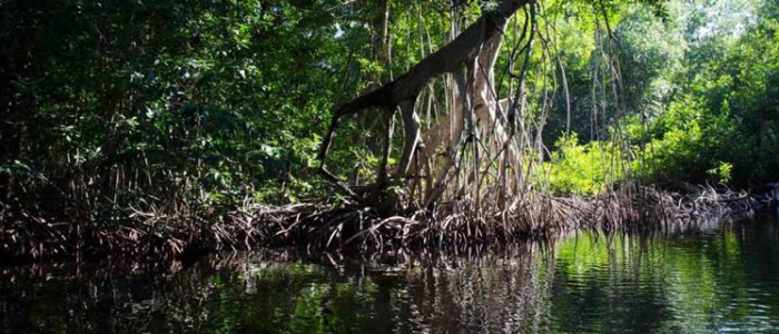 Madresal Mexique mangrove