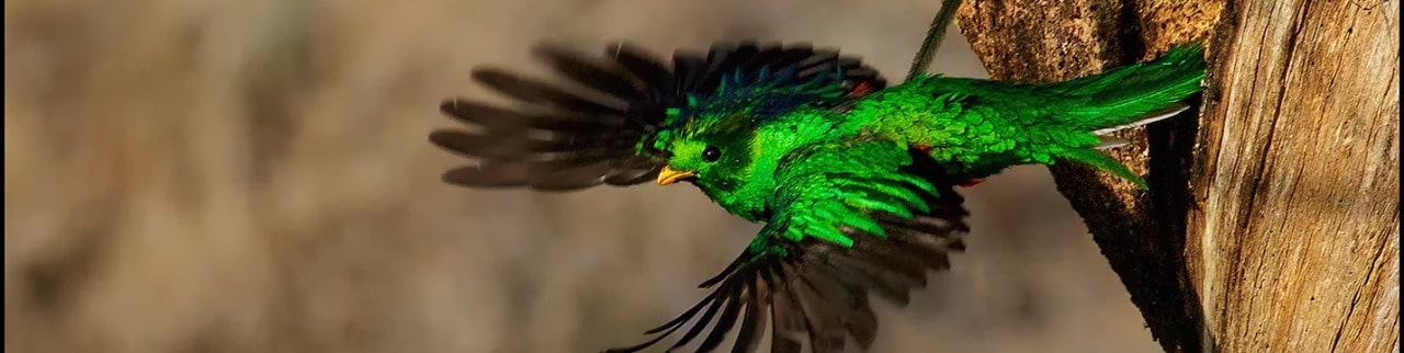 Quetzal Oiseau Sacré Symbole Du Yucatan Mexique Découverte