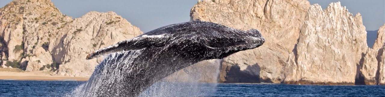 Mexique Vizcaino sanctuaire baleine