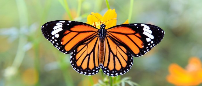 Papillon Monarque Mexique