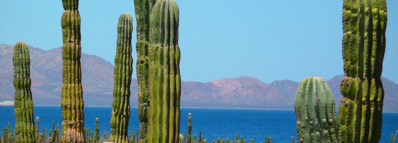 Rancho Cactus Basse Californie