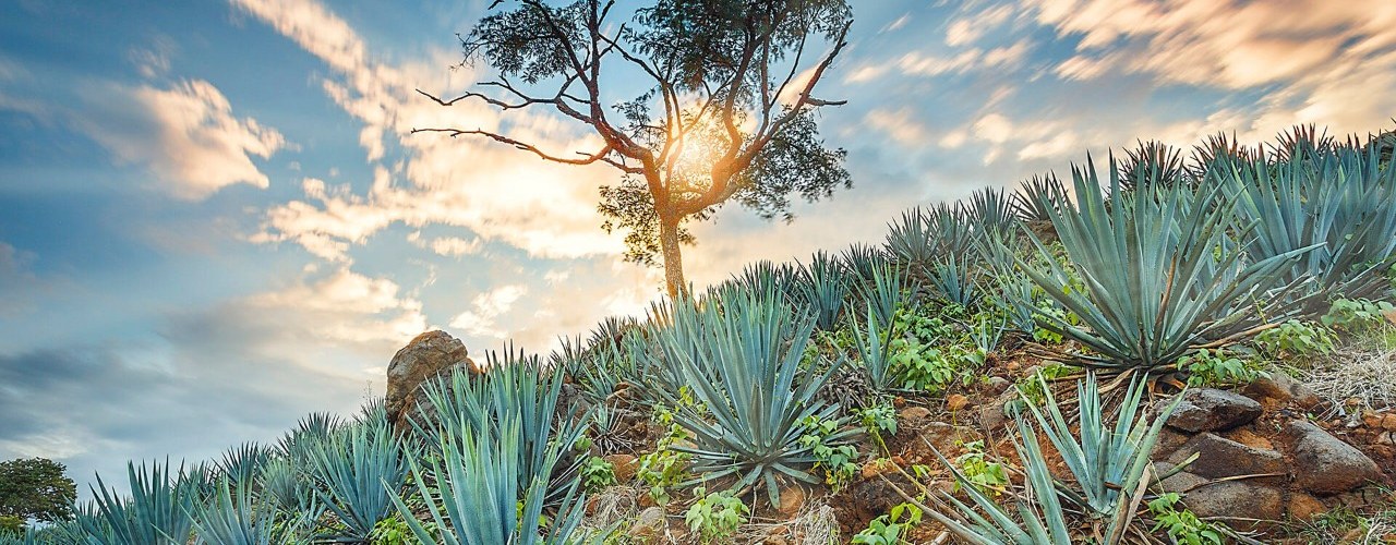 Tequila Agave Mexique