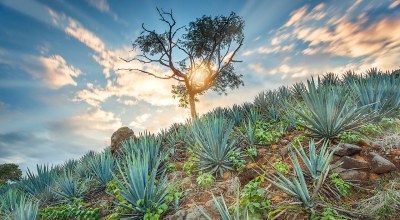 Tequila Agave Mexique