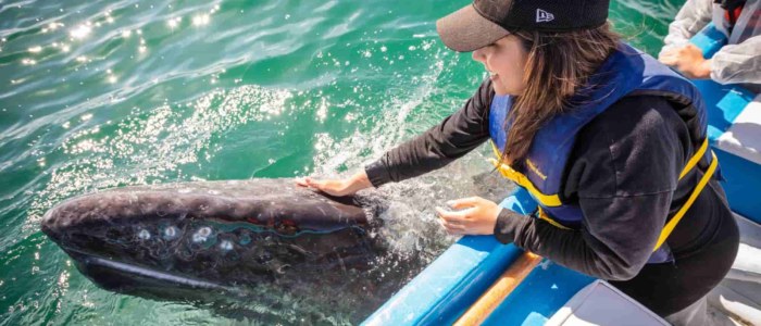 Voyage en Famille acec Mexique Découverte Basse Californie Baleine