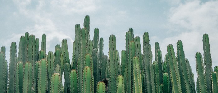 Cactus cierge Mexique
