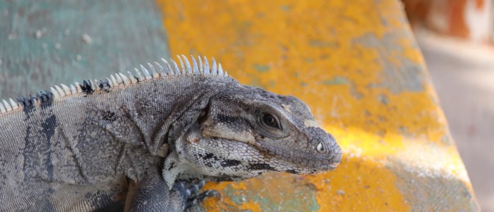 Iguane Mexique