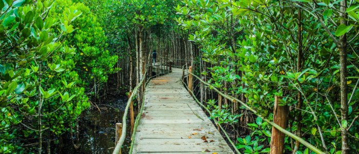 Parcours d’observation en zone protégée, tourisme responsable au Mexique