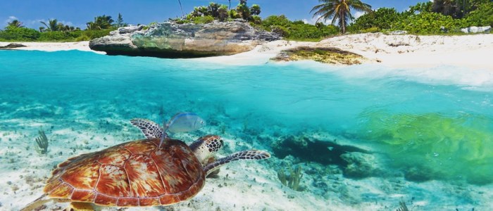 Nouveau site tortue Sian Ka' An Pepite Mexique