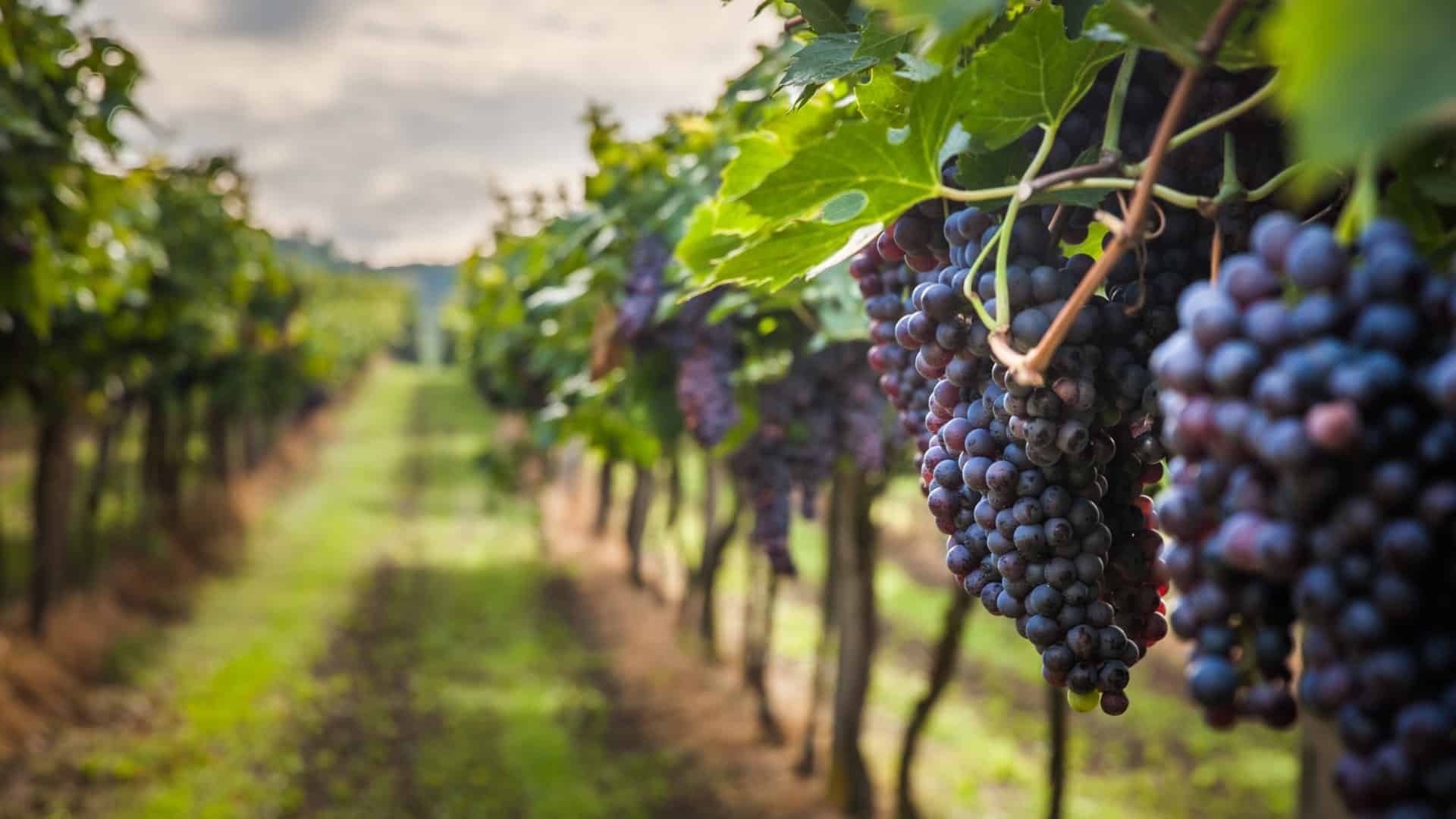 Vignobles Queretaro Mexique