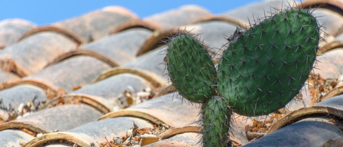 Cactus Mexique