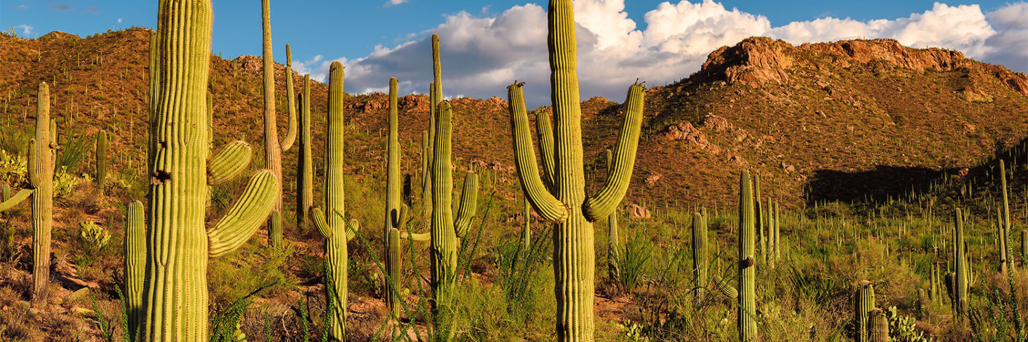 Desert Cactus Mexique Decouverte
