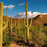 Desert Cactus Mexique Decouverte