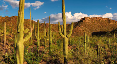 Desert Cactus Mexique Decouverte