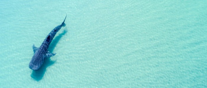 Requin baleine Mexique Decouverte