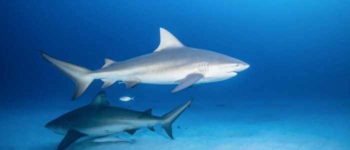 Requins bouledogues Mexique Découverte
