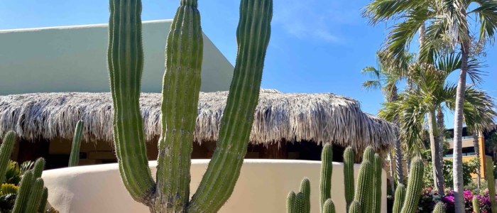 flore cactus basse Californie mexique agence de voyage