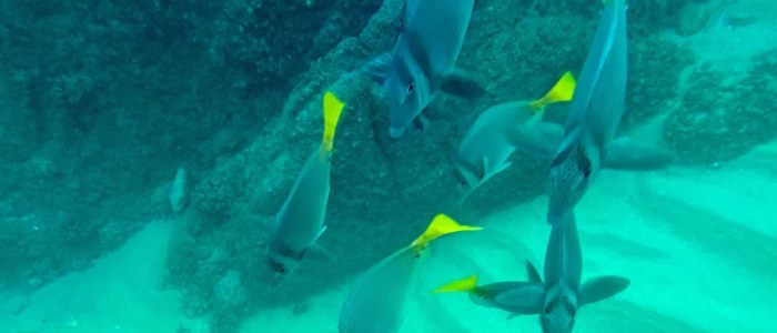 poissons snorkeling plongée basse Californie mexique agence de voyage