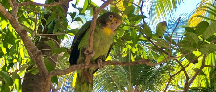 Faune du mexique, perroquet Puerto Escondido espèce animale du Mexique