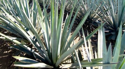 L'agave : plante phare de la région