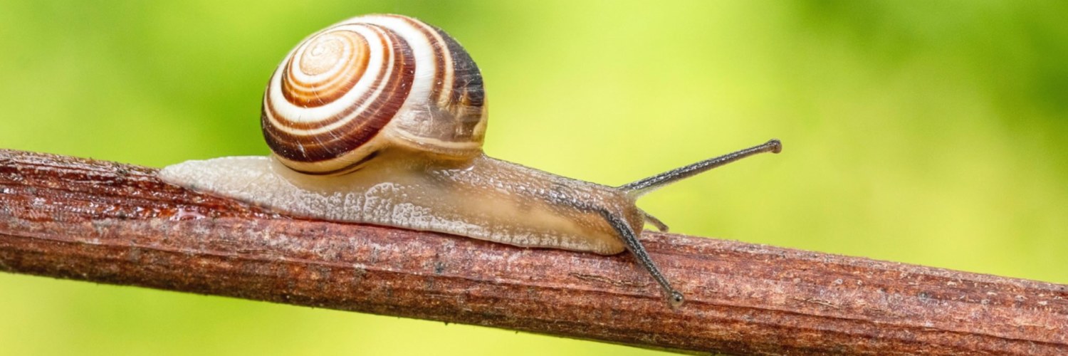 ESCARGOT SLOW TRAVEL MEXIQUE DÉCOUVERTE