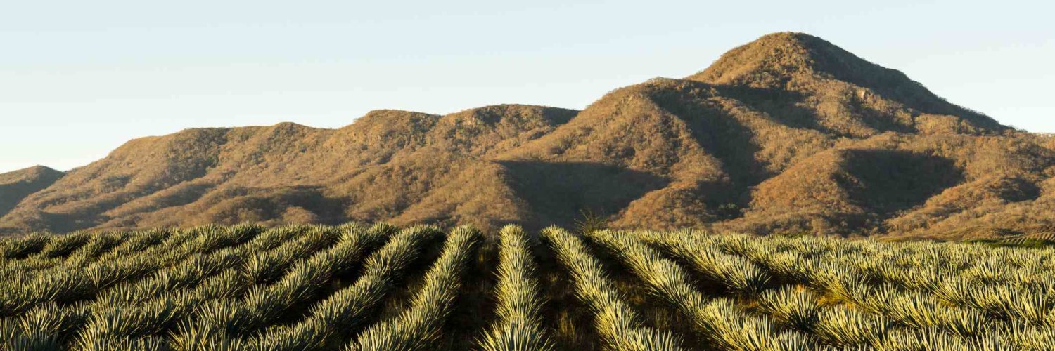 tequila mexico mexique découverte agence de voyage francophone
