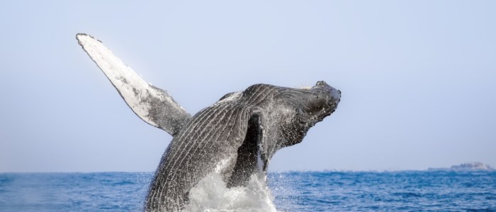 Puerto Vallarta Baleine a bosse Mexique