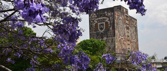 Stagiaires Mexique Découverte à Mexico Flamboyant UNAM