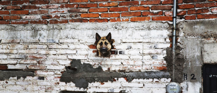Stagiaires Mexique Découverte Mexico chien de rue