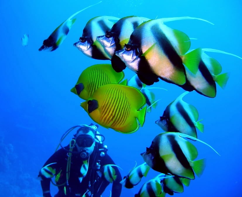 Plongée avec des poissons tropicaux dans les eaux cristallines du Quintana Roo, au Mexique.