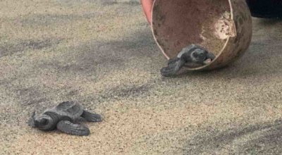 lacher de tortues puerto escondido