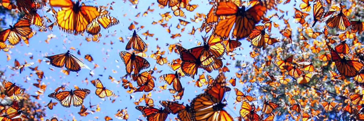 Papillon Monarque Mariposa Monarca Mexique