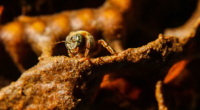 Abeille Melipona Mexique